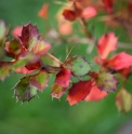 Berberis jaeschkeana IN2791