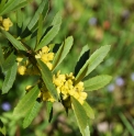 Berberis lempergiana