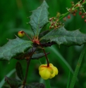 Berberis manipurana