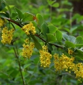 Berberis orientalis