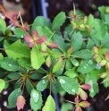 Berberis prattii 