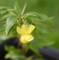 Berberis taliensis