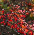 Berberis thunbergii CMBJP2063