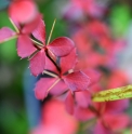 Berberis tsarongensis 