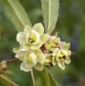 Berberis yingjingensis