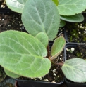 Bergenia ciliata 'Cordata'