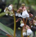 Bergenia emeiensis