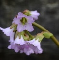 Bergenia pacifica