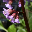 Bergenia purpurascens