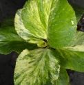 Bergenia 'Tubby Andrews'