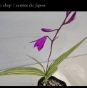 Bletilla striata 'Variegata Deep Color'