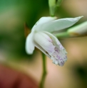 Bletilla striata 'Kuchibeni'