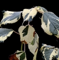 Boehmeria nivea 'Fukurin'