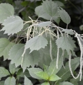 Boehmeria platanifolia