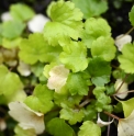 Boykinia jamesii