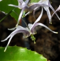 Epimedium brachyrrhizum