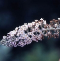 Buddleja albiflora