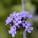 Buddleja alternifolia 'Argentea'