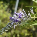 Buddleja curviflora