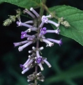 Buddleja japonica