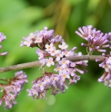 Buddleja BO15-041