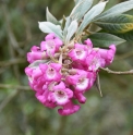 Buddleja colvilei