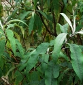 Buddleja macrostachya DS791