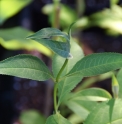 Buddleja forrestii