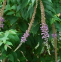 Buddleja lindleyana