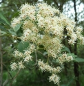 Buddleja saligna