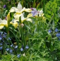 Iris sibirica 'Butter and Sugar'