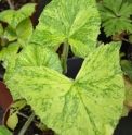Cacalia farfarifolia 'Chiri Fu'