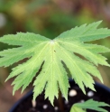 Cacalia peltifolia 'Hakikomi fu'