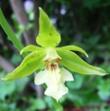 Calanthe nipponica