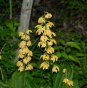 Calanthe sieboldii