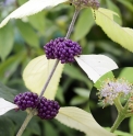 Callicarpa acuminata