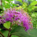 Callicarpa formosana