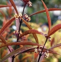 Callicarpa kwangtungensis