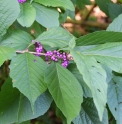 Callicarpa japonica var.luxurians CMBJP1964