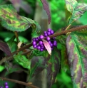 Callicarpa membranacea