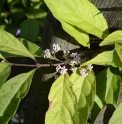 Callicarpa shikokiana 