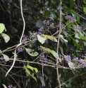 Callicarpa CMBTW1620