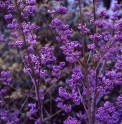 Callicarpa bodinieri var.giraldii