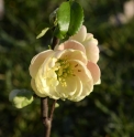 Chaenomeles speciosa 'Cameo'