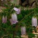 Campanula punctata var.hondoensis