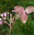 Cardiandra alternifolia BSWJ5845