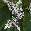 Cardiandra alternifolia 'Pink Geisha'