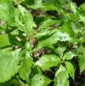 Cardiandra alternifolia 'Kansetsu'