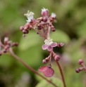 Cardiandra moellendorffii