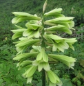 Cardiocrinum cordatum var.glehnii